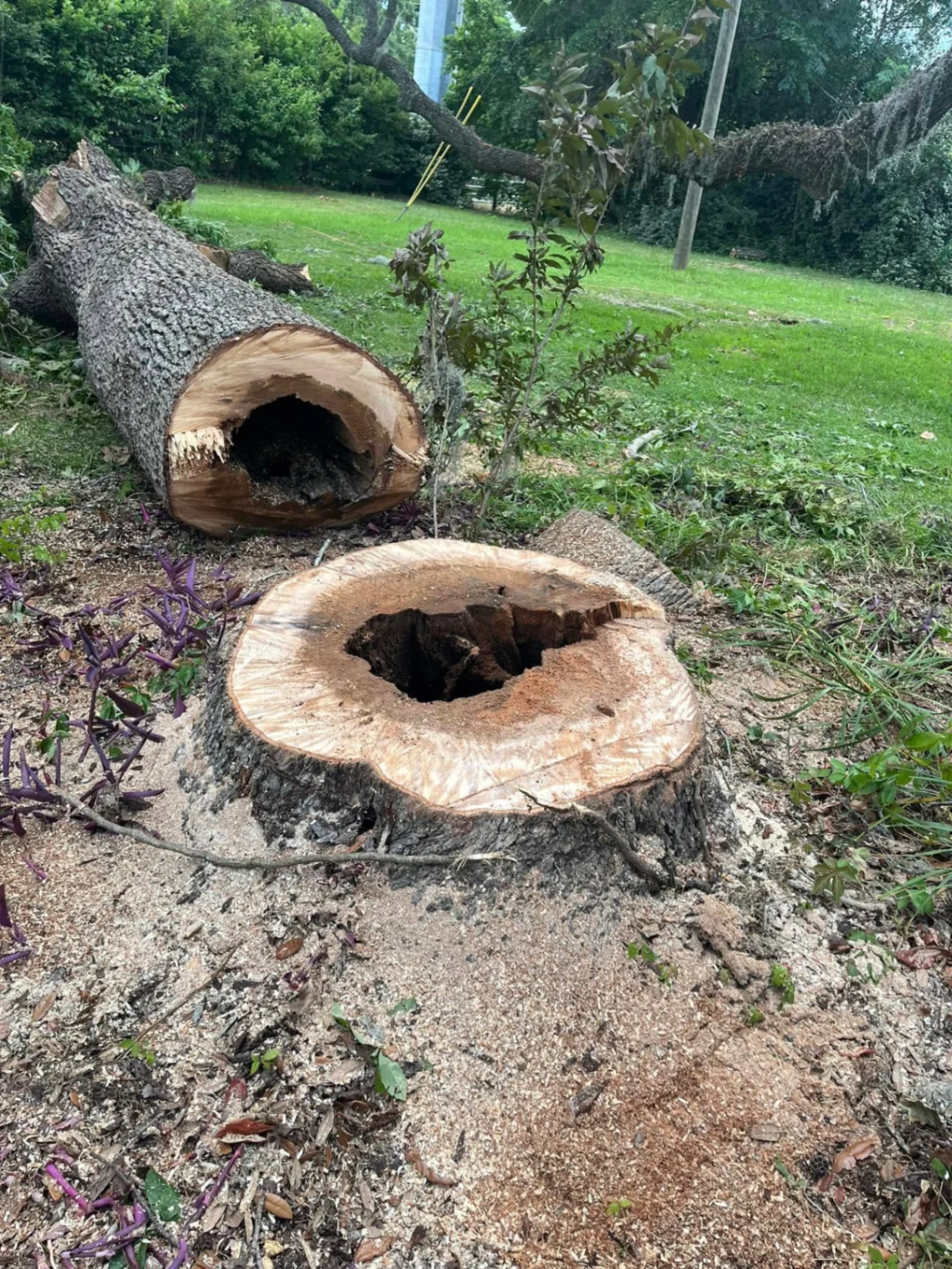 AGES Tree Service hollow oak stump and fallen trunk after emergency removal in North Florida residential yard