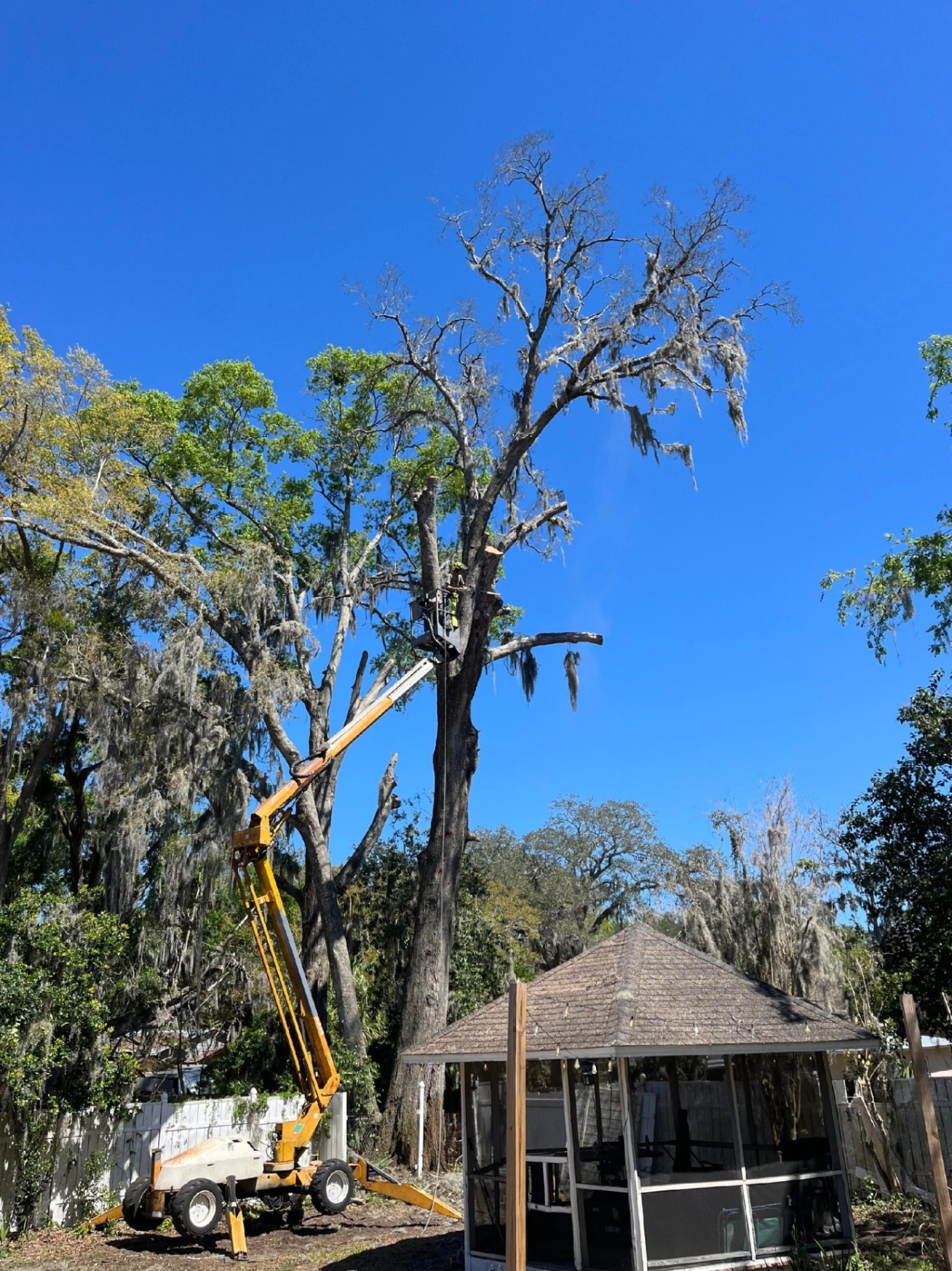 Tree Trimming & Pruning by AGES Tree Service in Orange Park and Jacksonville FL