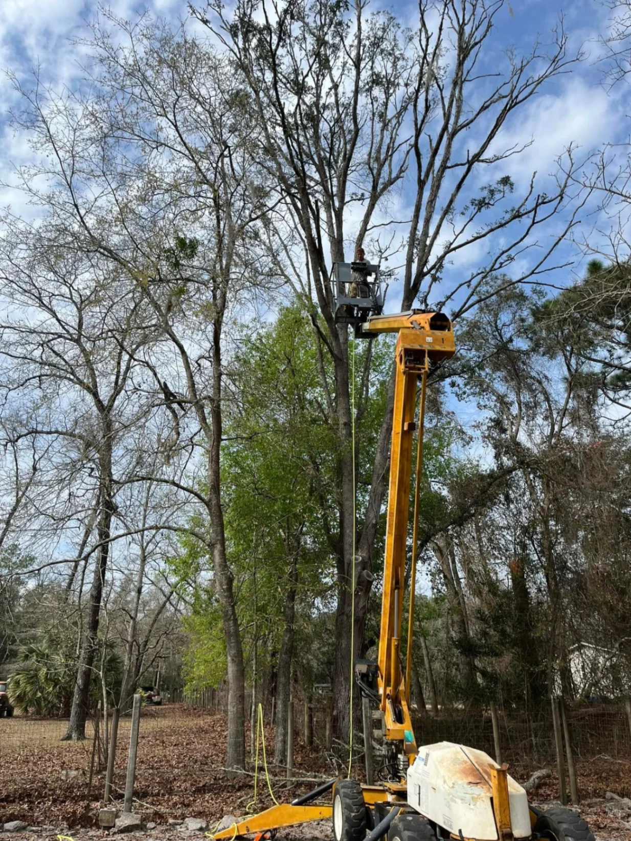 AGES Tree Service boom lift extended high into canopy for dead tree trimming on rural North Florida property
