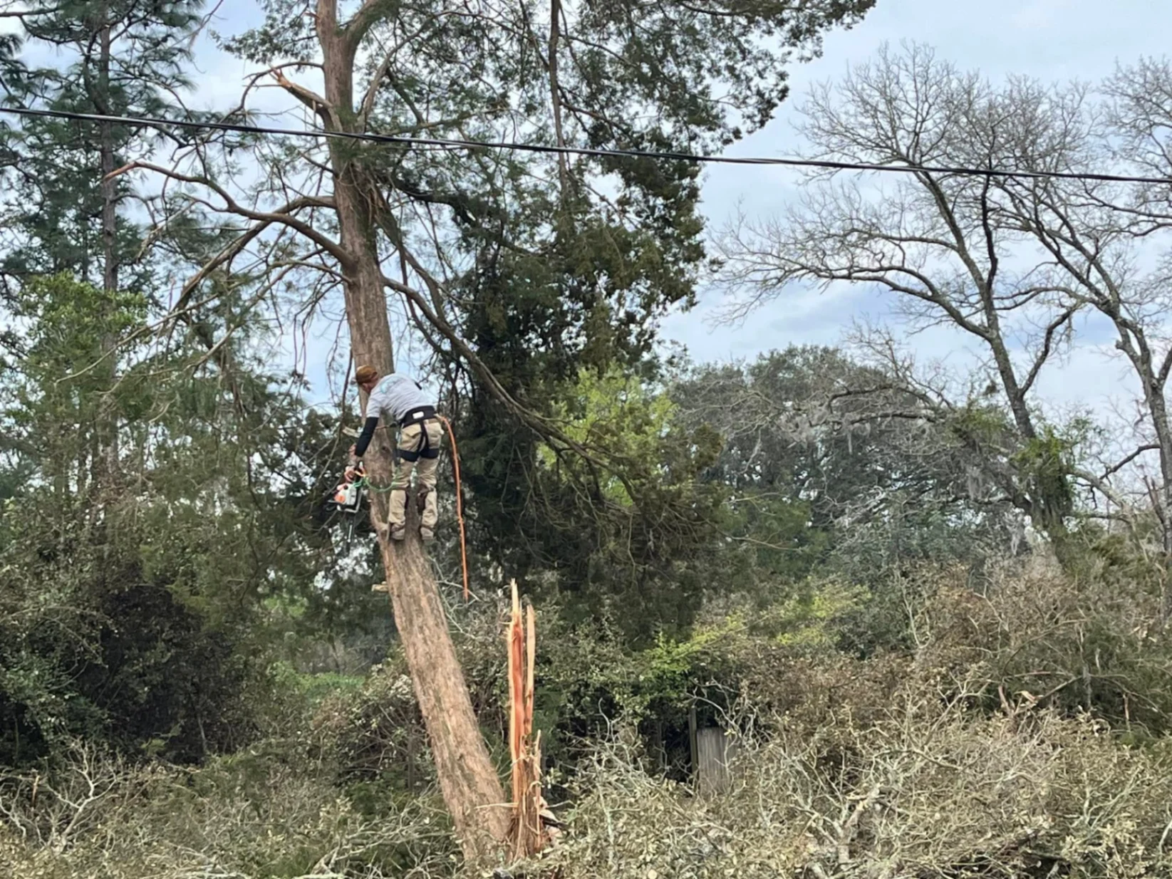 Tree Removal by AGES Tree Service in Orange Park and Jacksonville FL